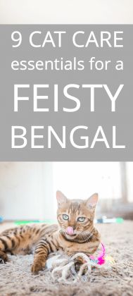 3-9-cat-care-essentials-for-a-feisty-bengal-189x420