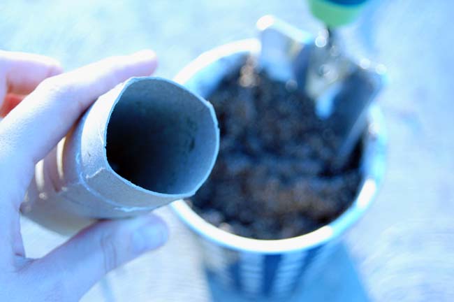 toilet paper roll seed starters