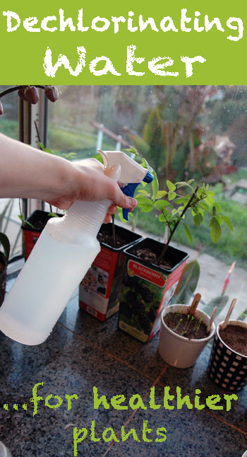 how to dechlorinate water for healthier plants