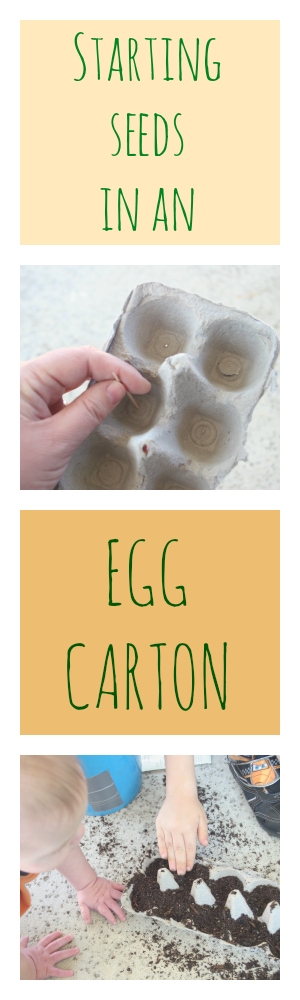 EggCarton