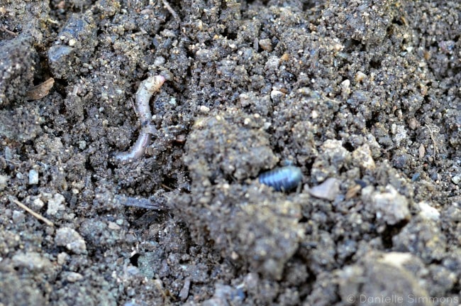 Bugs in the Garden - Earthworms