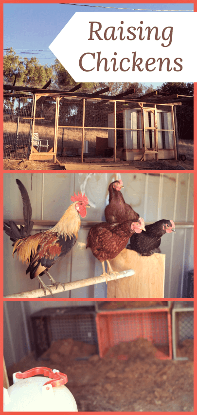 Raising chickens is easier, but probably weirder, than you think