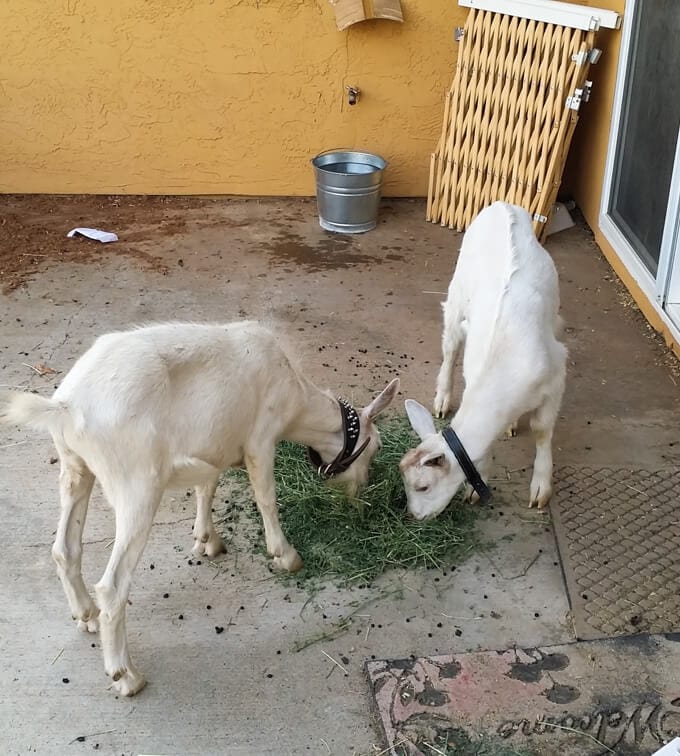 two pet goats