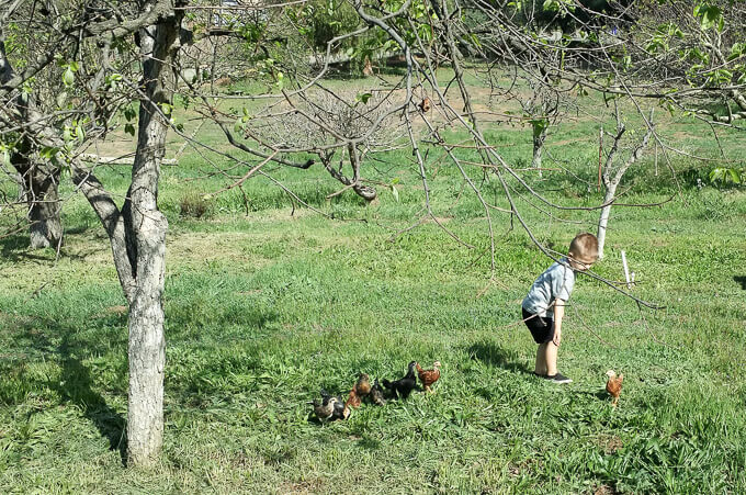 Some Boy playing with chickens