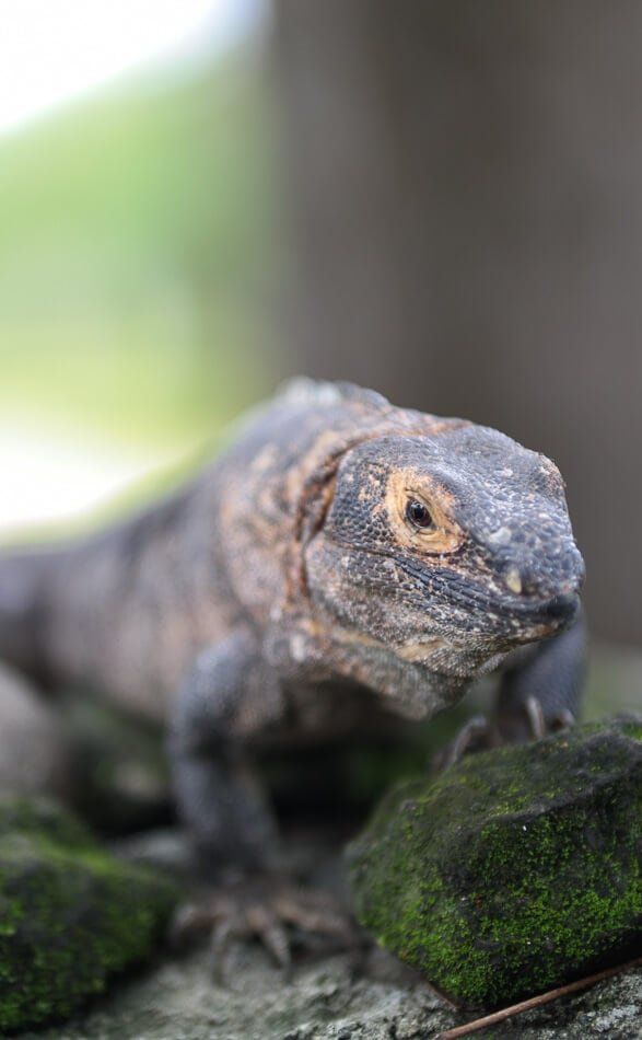Costa Rica lizard
