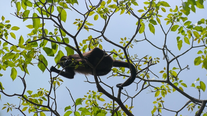 Costa Rica monkey up in the trees
