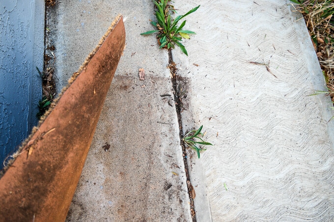 How to clean dirty concrete without killing nearby plants