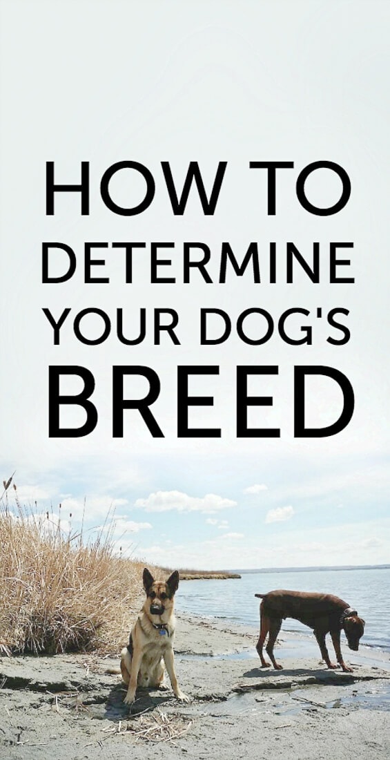 How to determine your dog's breed with a simple test