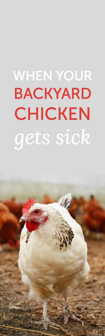 What to do when your backyard chicken gets sick