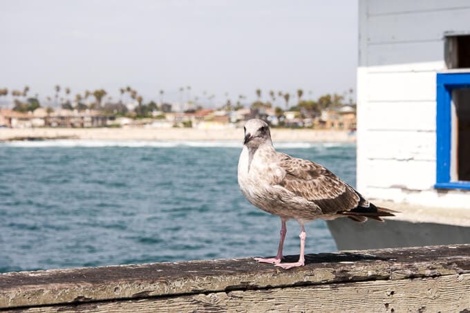 Seagull in Ocean Beach, San Diego