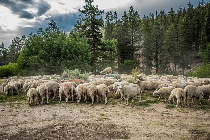 wpid-Sheep-in-the-Sierras-1.jpg