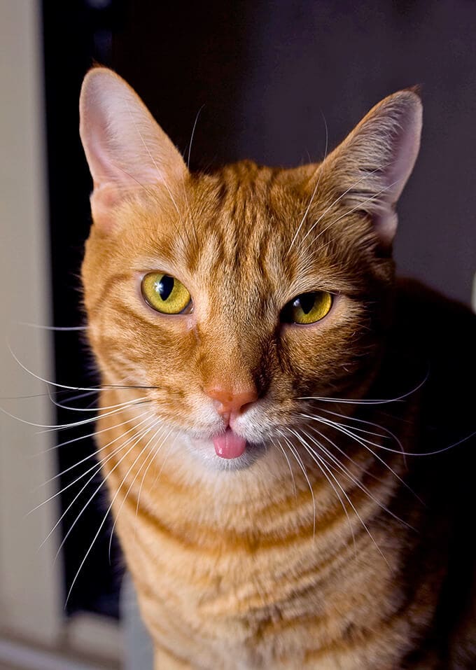 Three things to consider when adopting an animal