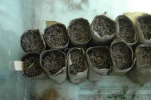hardening off seedlings before transplanting
