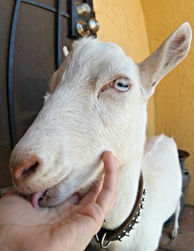 living with a goat