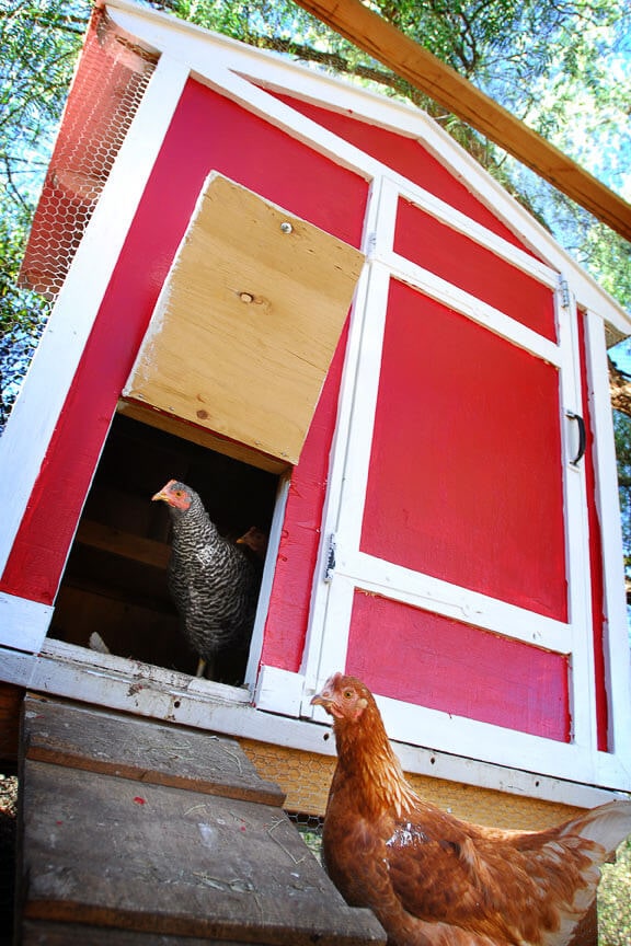 Painting the chicken coop with "Red My Mind"