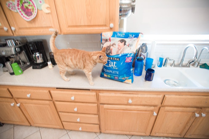 The (not so secret) life of a tabby cat.