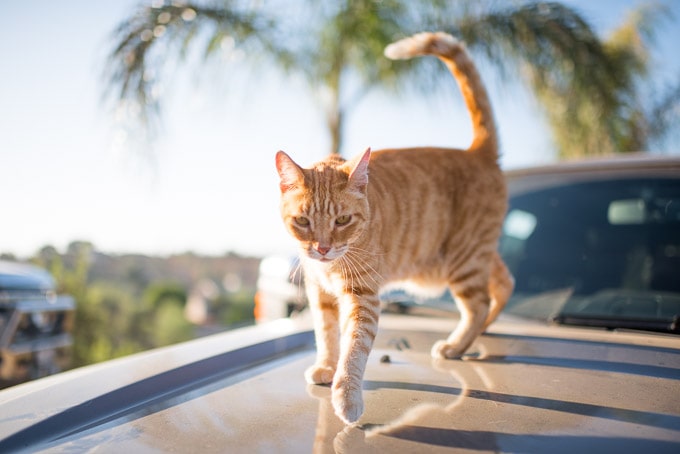 The (not so secret) life of a tabby cat.