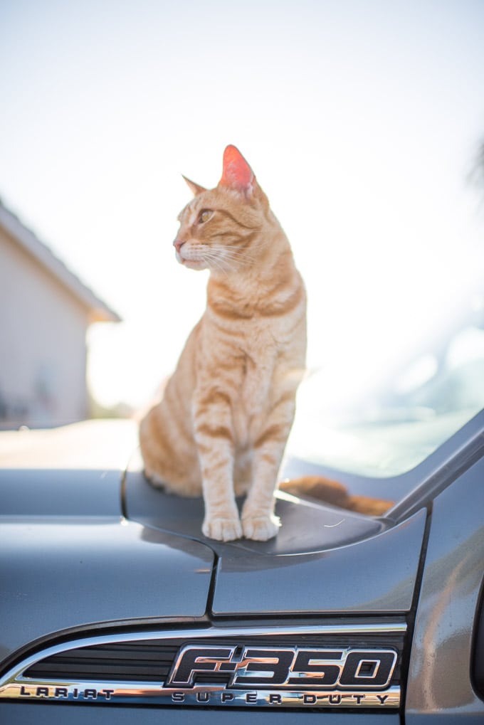 The (not so secret) life of a tabby cat.