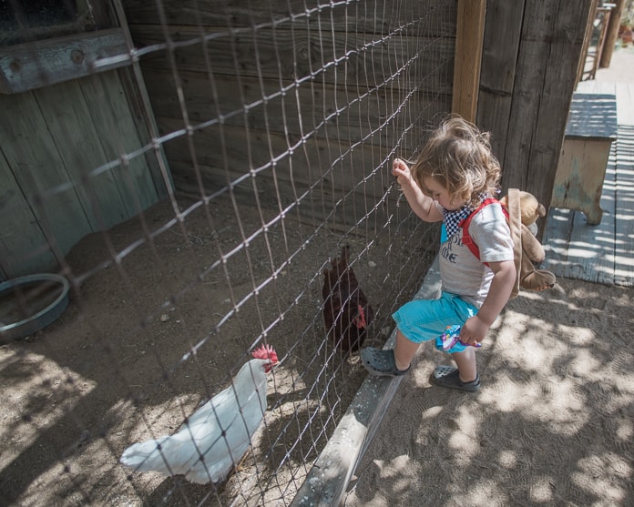 Toddler checking out the chicken coop