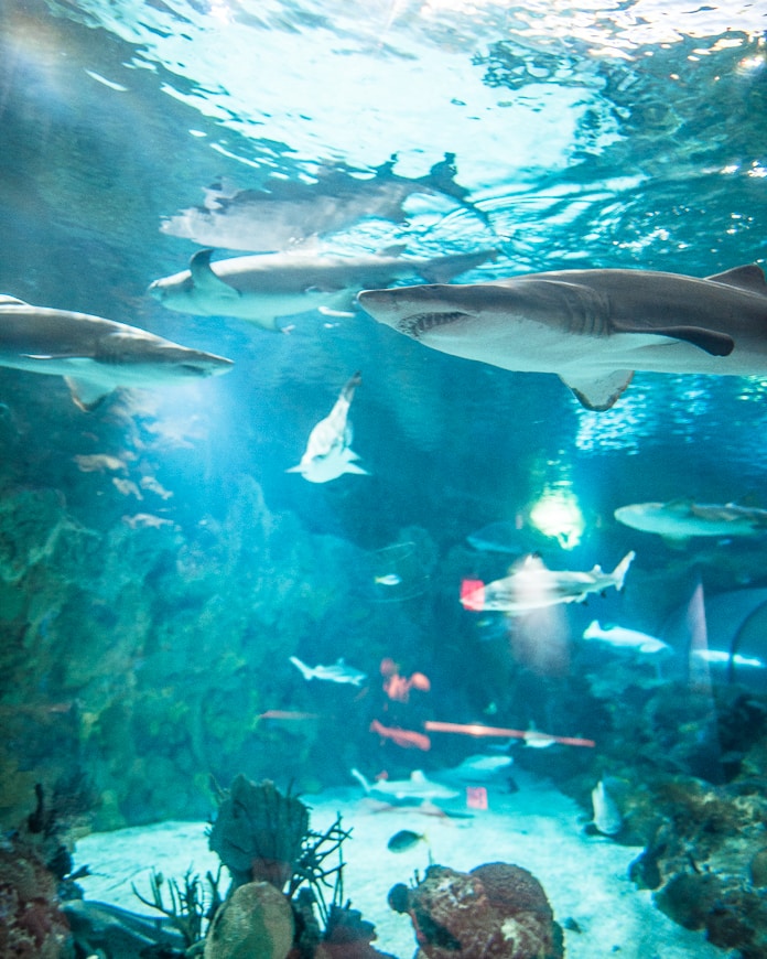 The shark area at SeaWorld San Diego