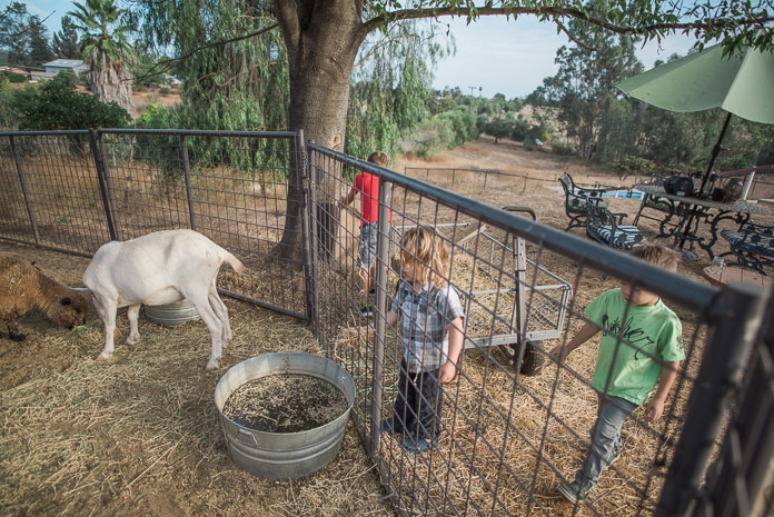 Toddler "helping" feed the goats