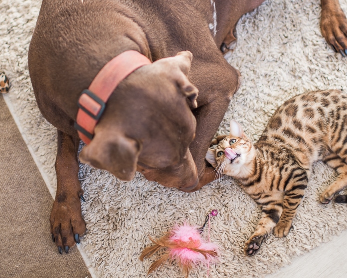 Bengal kitten playing with Doberman
