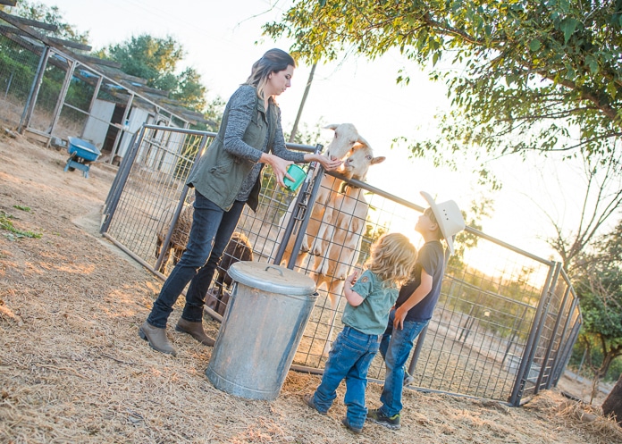 Feeding the goats on the small farm with the kids