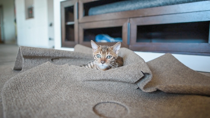 Bengal kitten rug