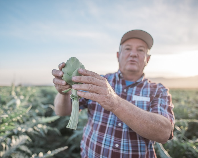 Farmer holding an artichoke