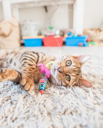 9 Bengal Cat Care Essentials for a Feisty Feline