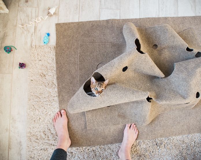 Bengal cat in a puzzle rug