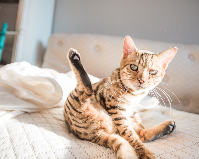 Bengal cat laying on a bed