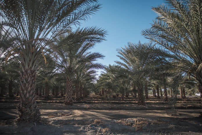 Date Palm trees