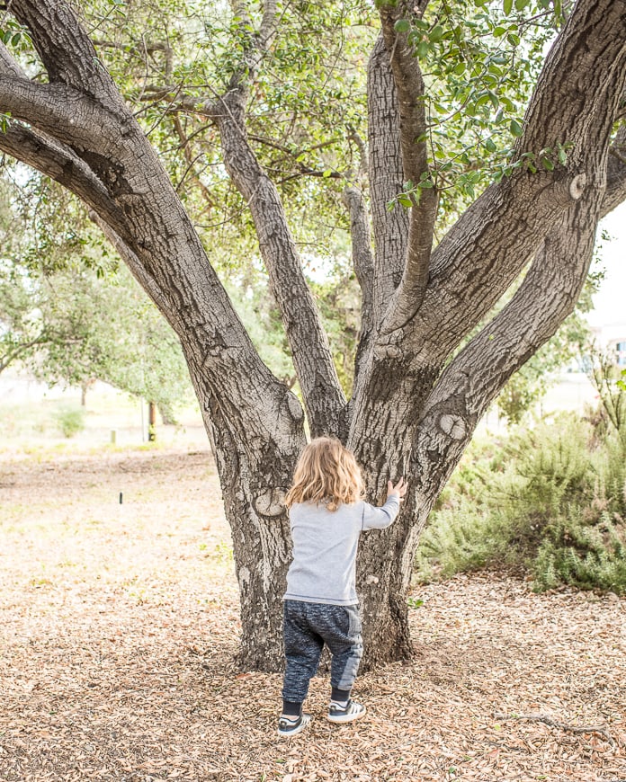 Kid playing by a tree
