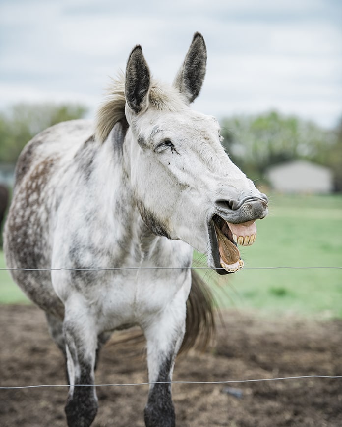 Laughing mule