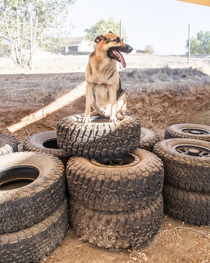 German shepherd sitting on tires
