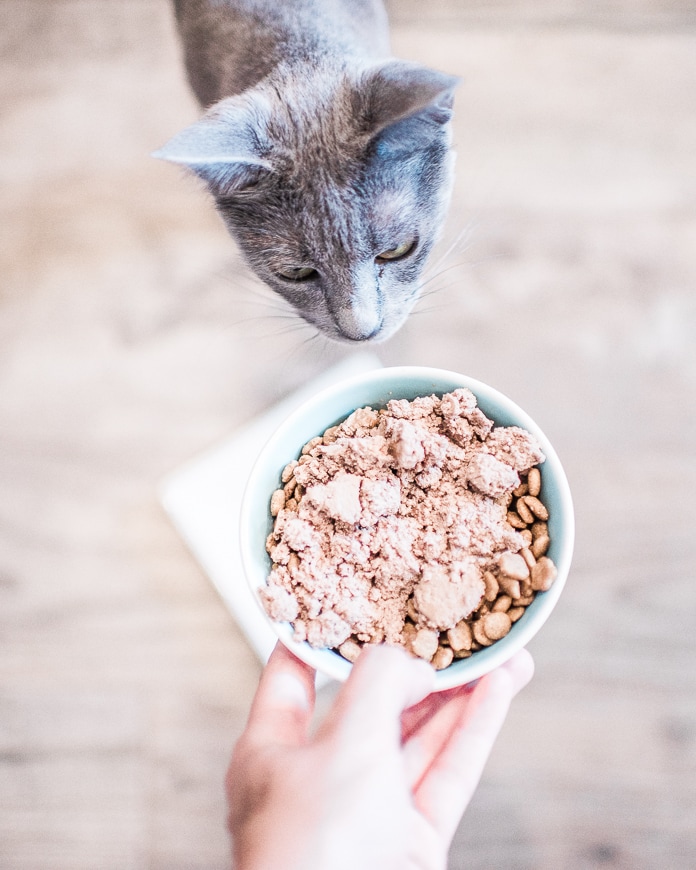 Mixing wet and dry cat sale food together