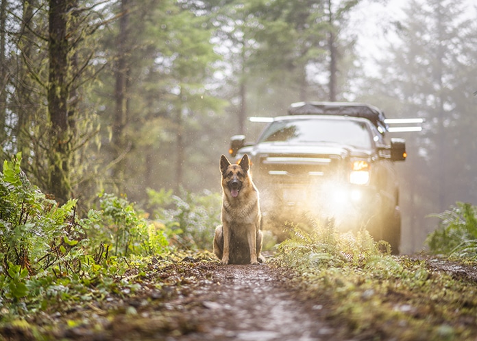 German Shepherd in forest with offroad truck