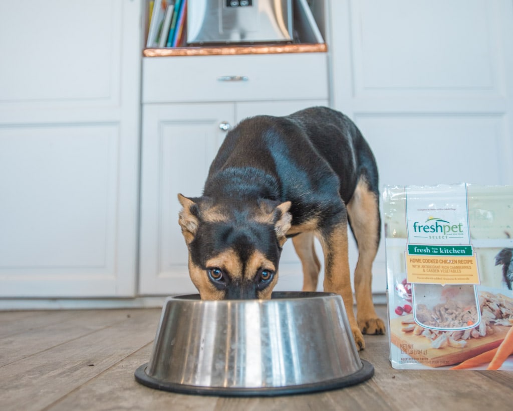 dog looking protective of fresh pet food