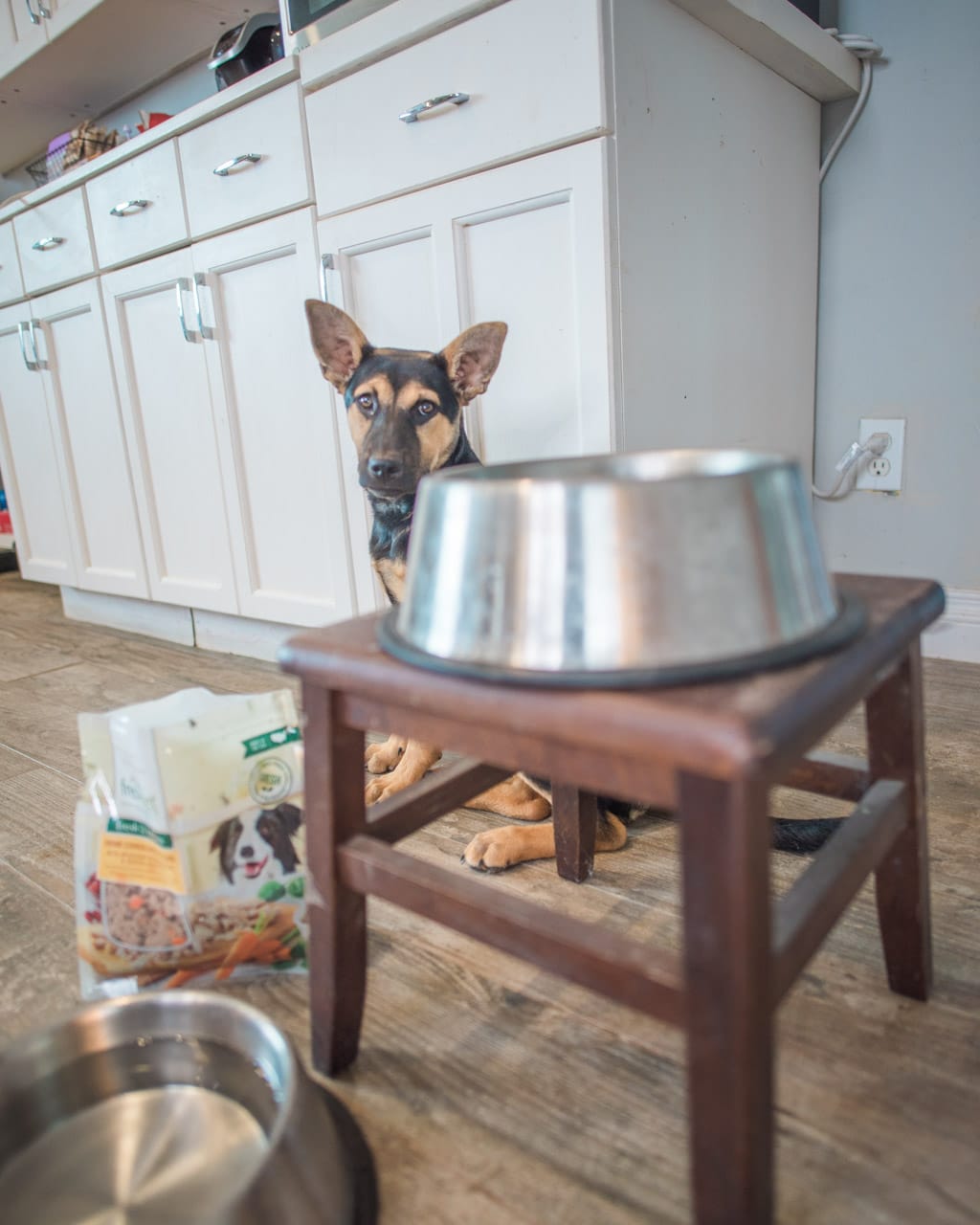 german shepherd puppy looking at food bowl