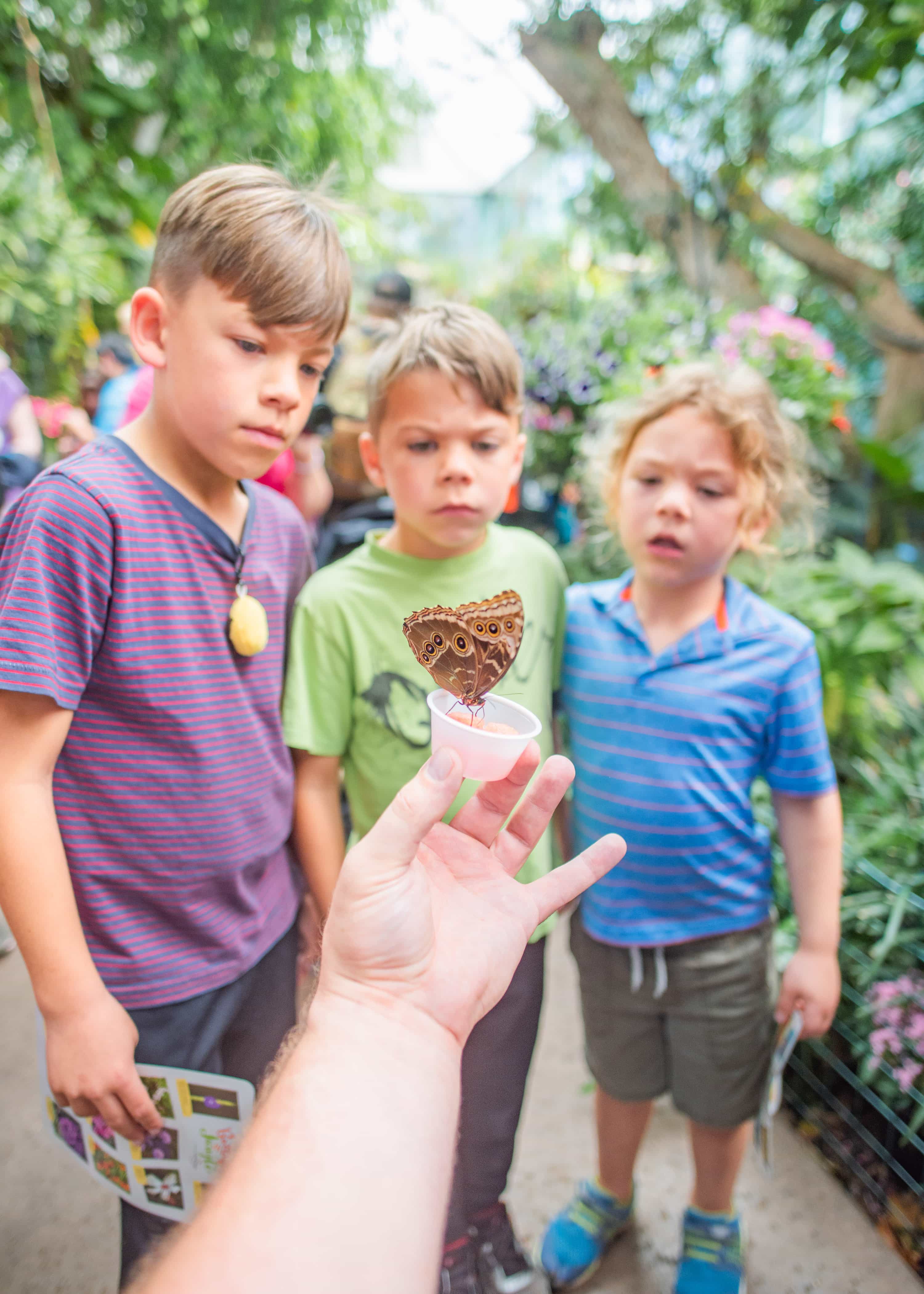 kids looking at butterfly