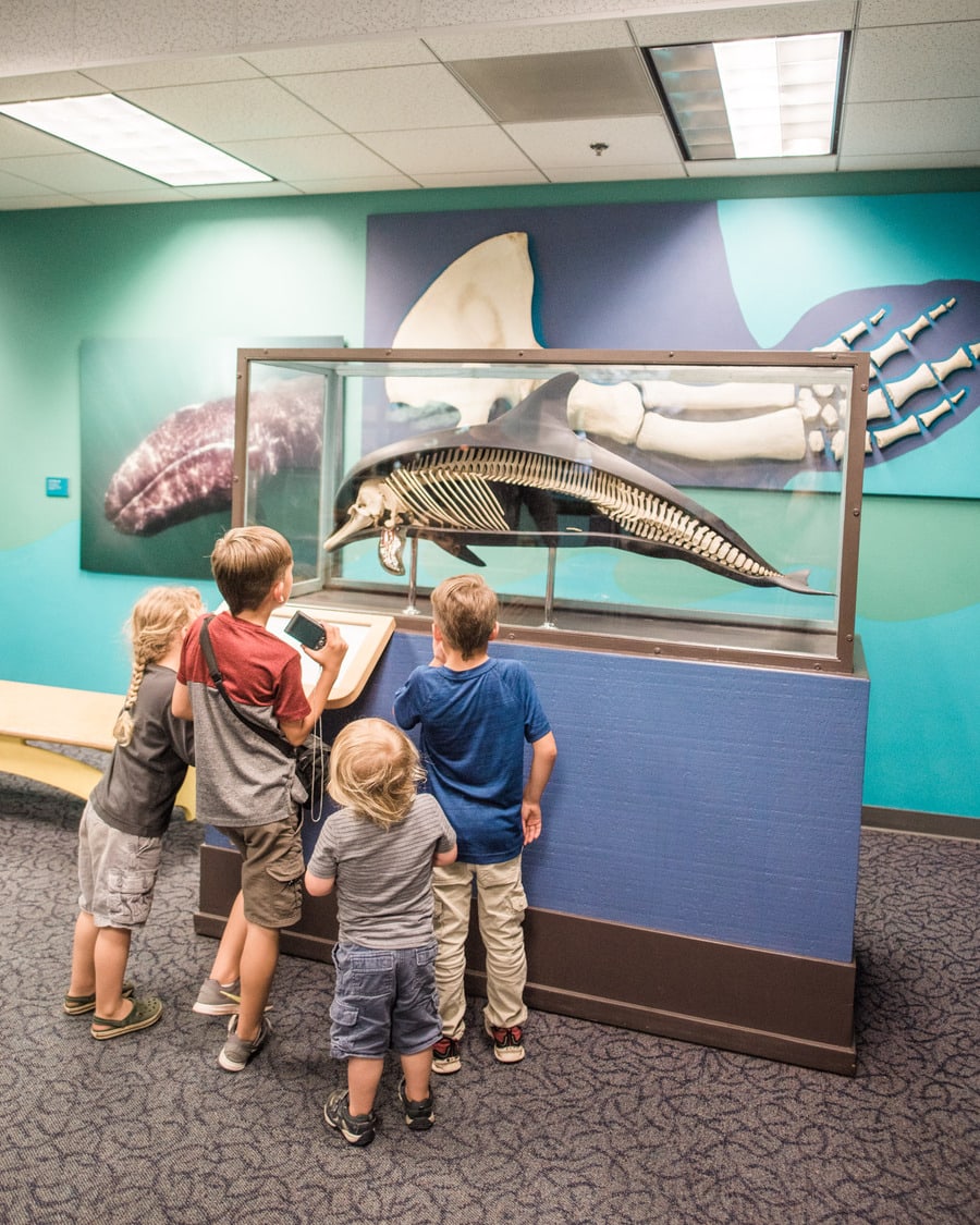 kids looking at dolphin bones