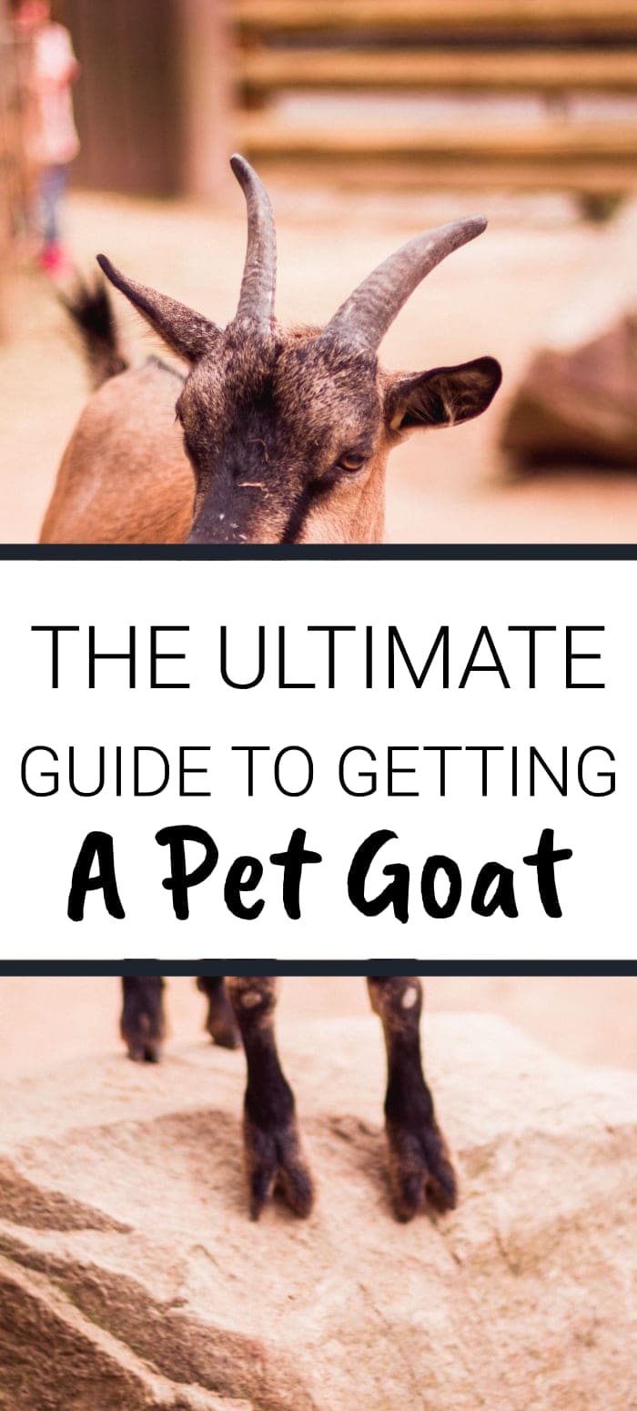 The Ultimate Guide To Getting A Pet Goat