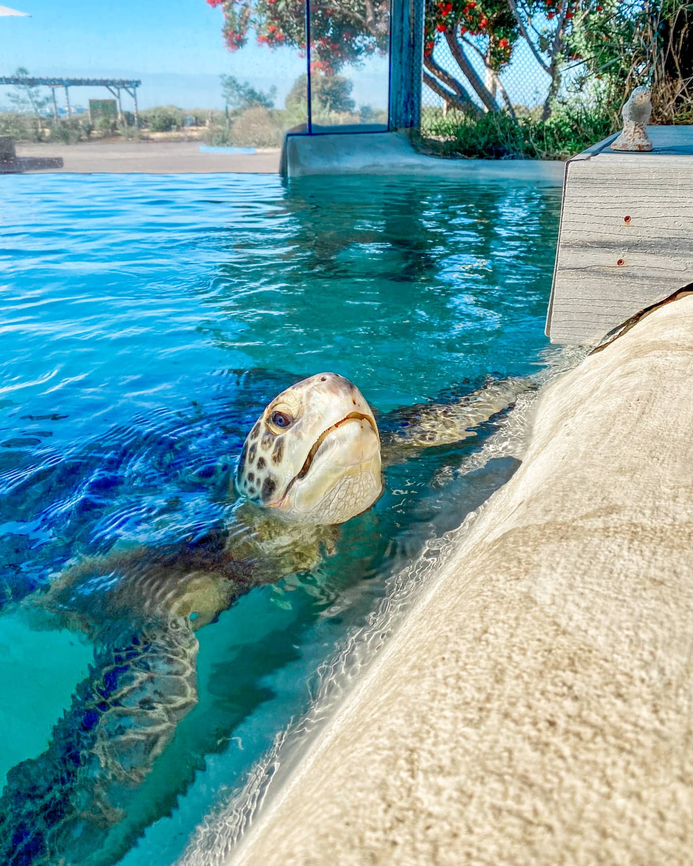 sea turtle in San Diego