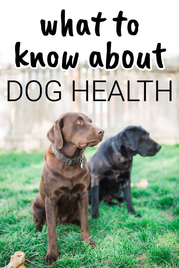 What to know about dog health 1
