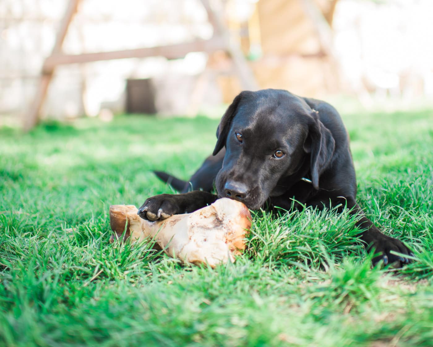 Healthy dog eating a bone