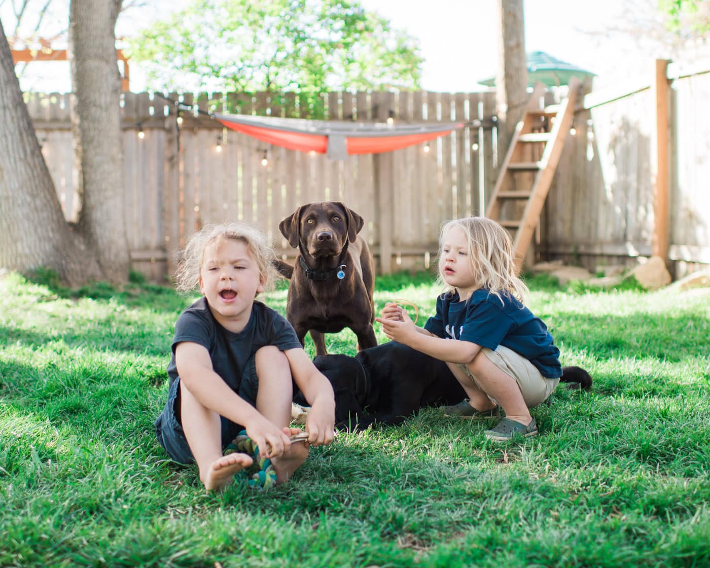 Kids playing with dogs