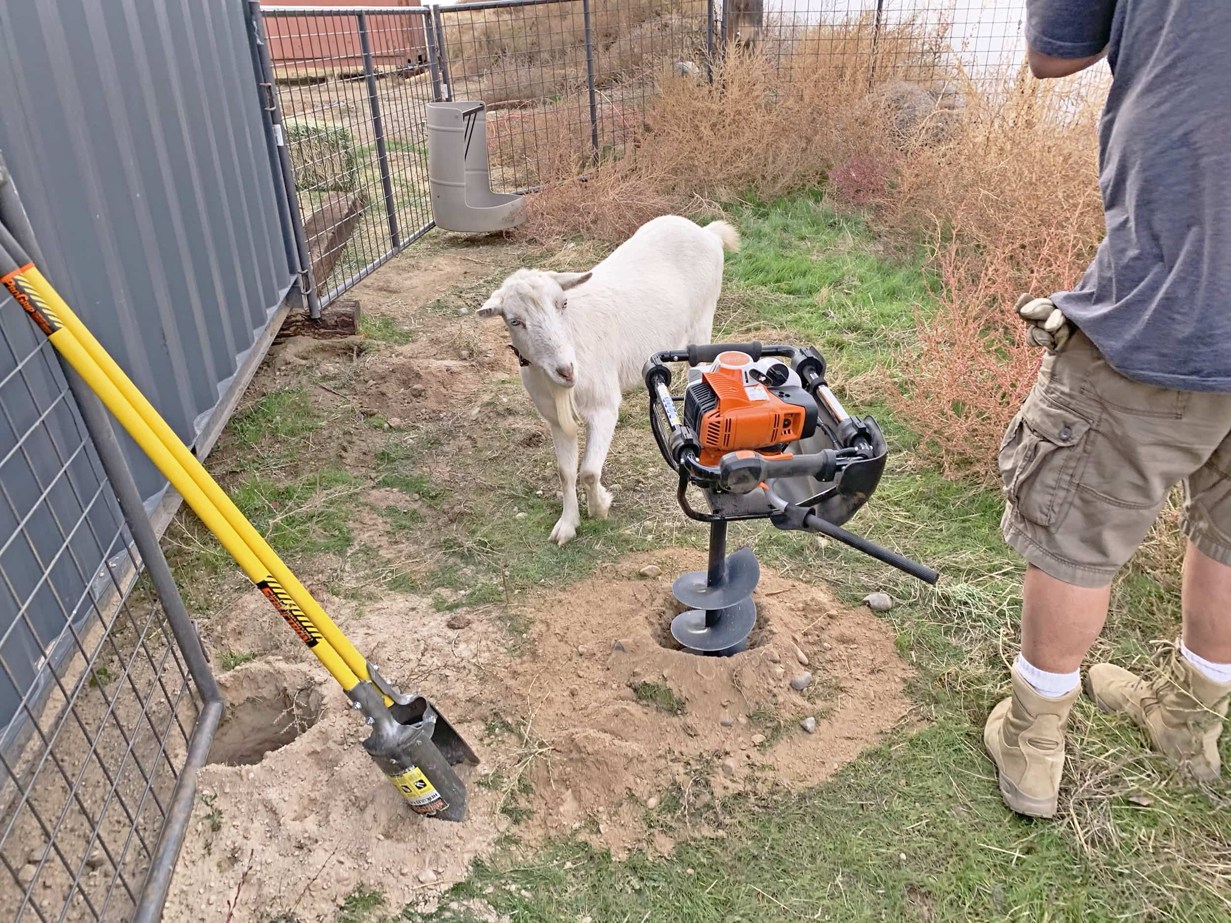 White goat and stihl auger on farm