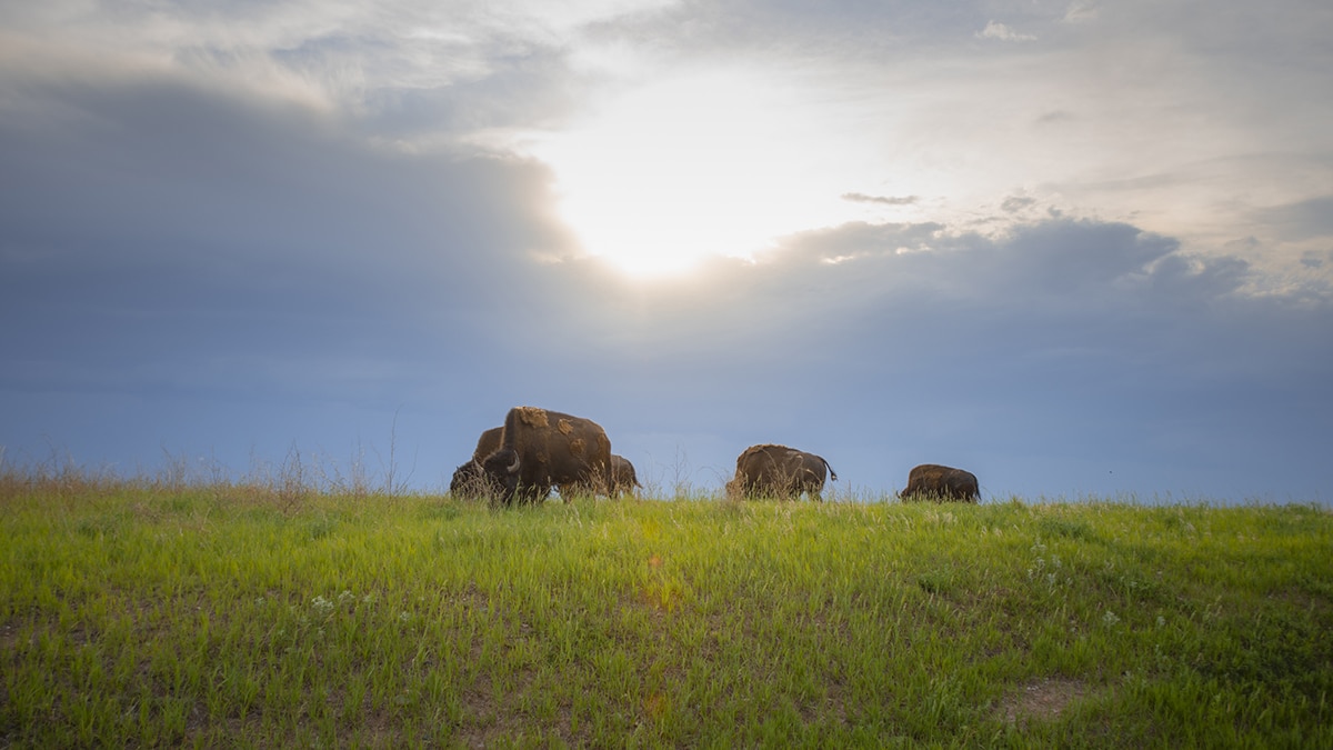 Buffalo in badlands south dakota