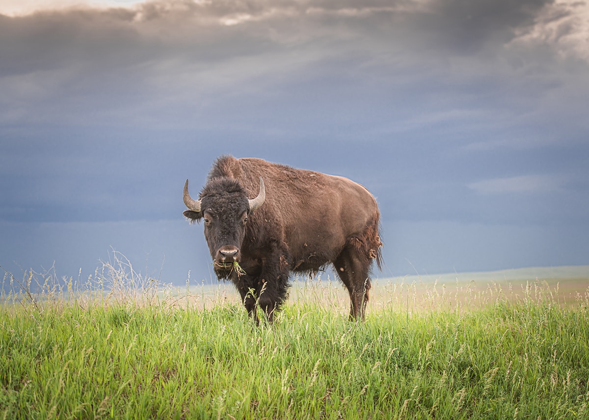 Lone buffalo in badlands south dakota